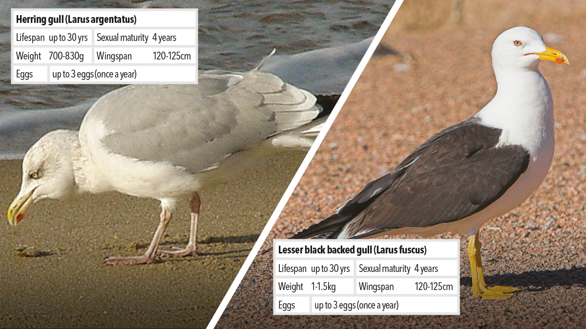 Controlling and managing Family Laridae sea gull pest Controlling and managing Family Laridae sea gull pest